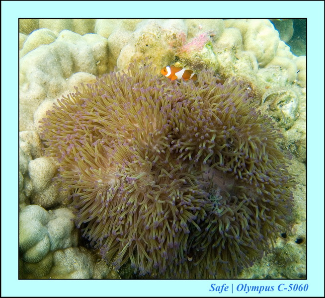 2006 - 07 - Kapas - Plongee 3 - 04